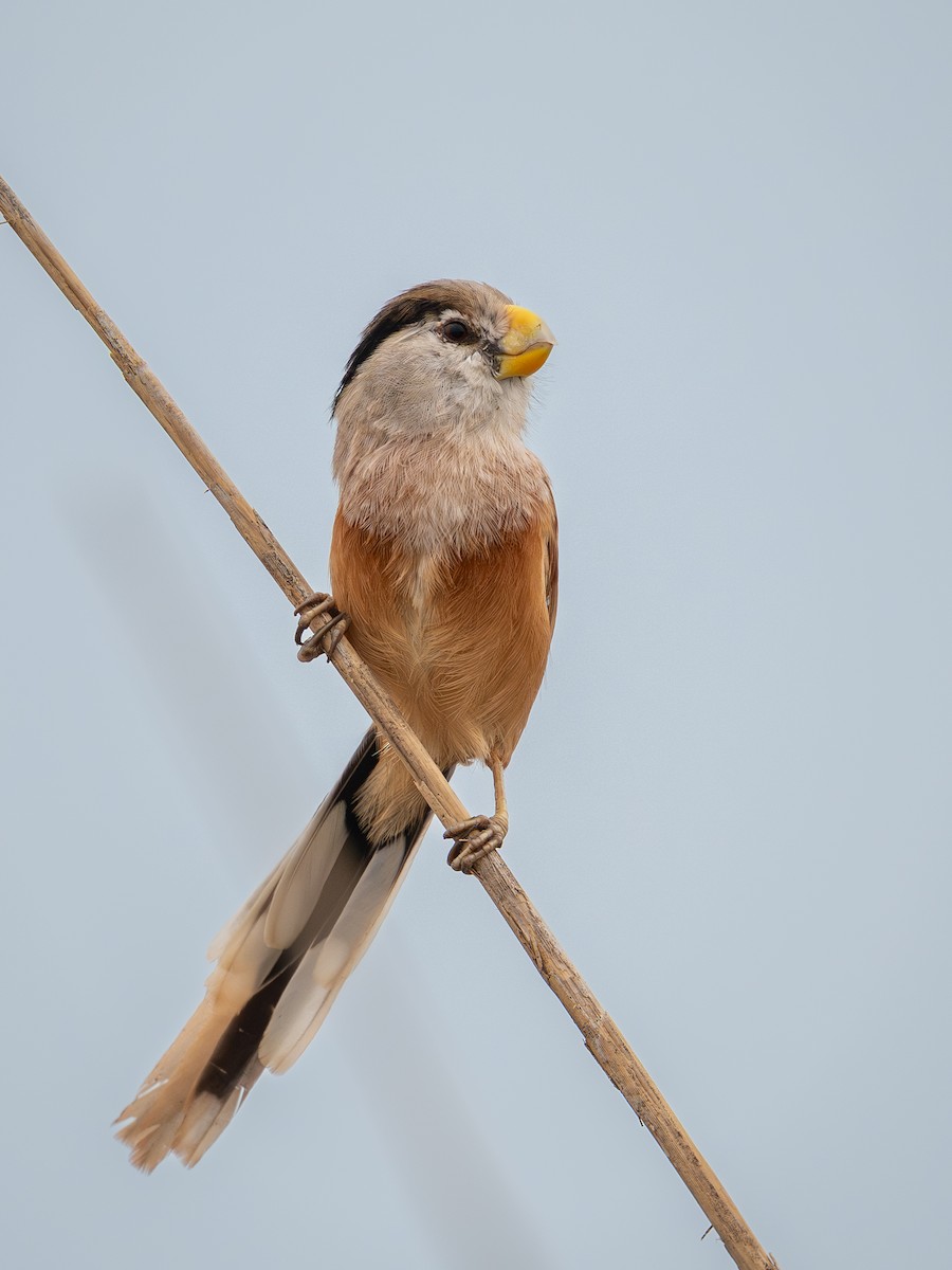 Reed Parrotbill - ML645049352