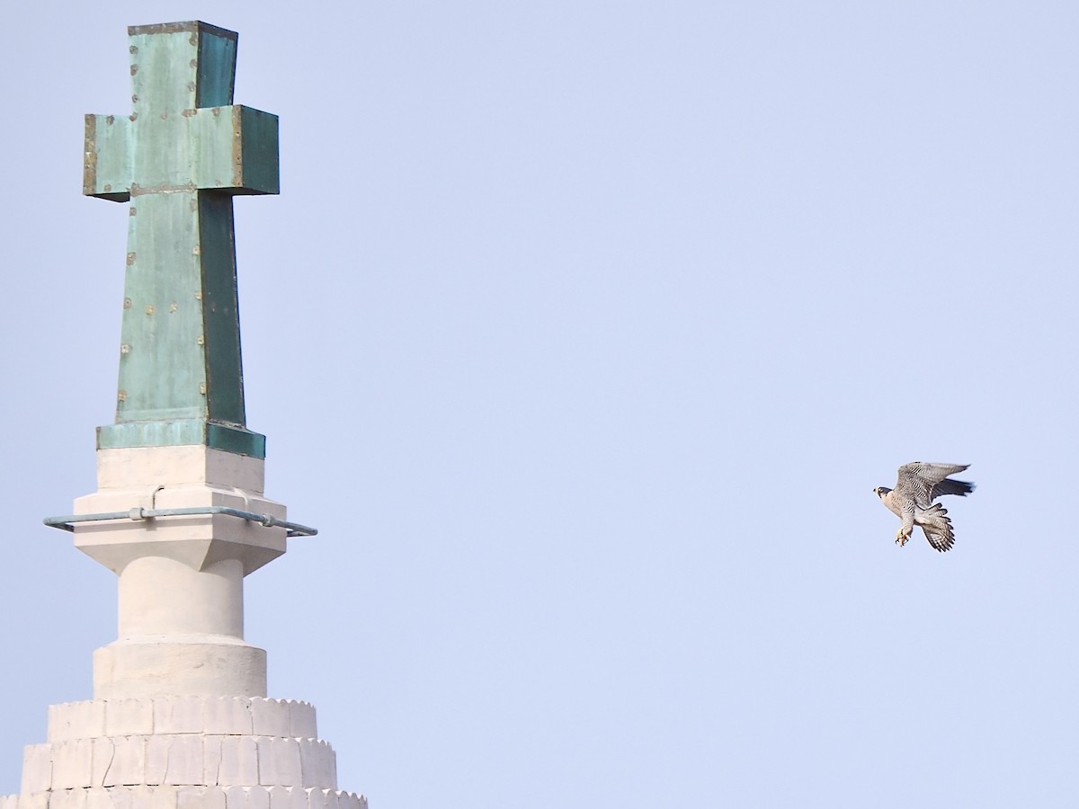 Peregrine Falcon (North American) - ML645049353