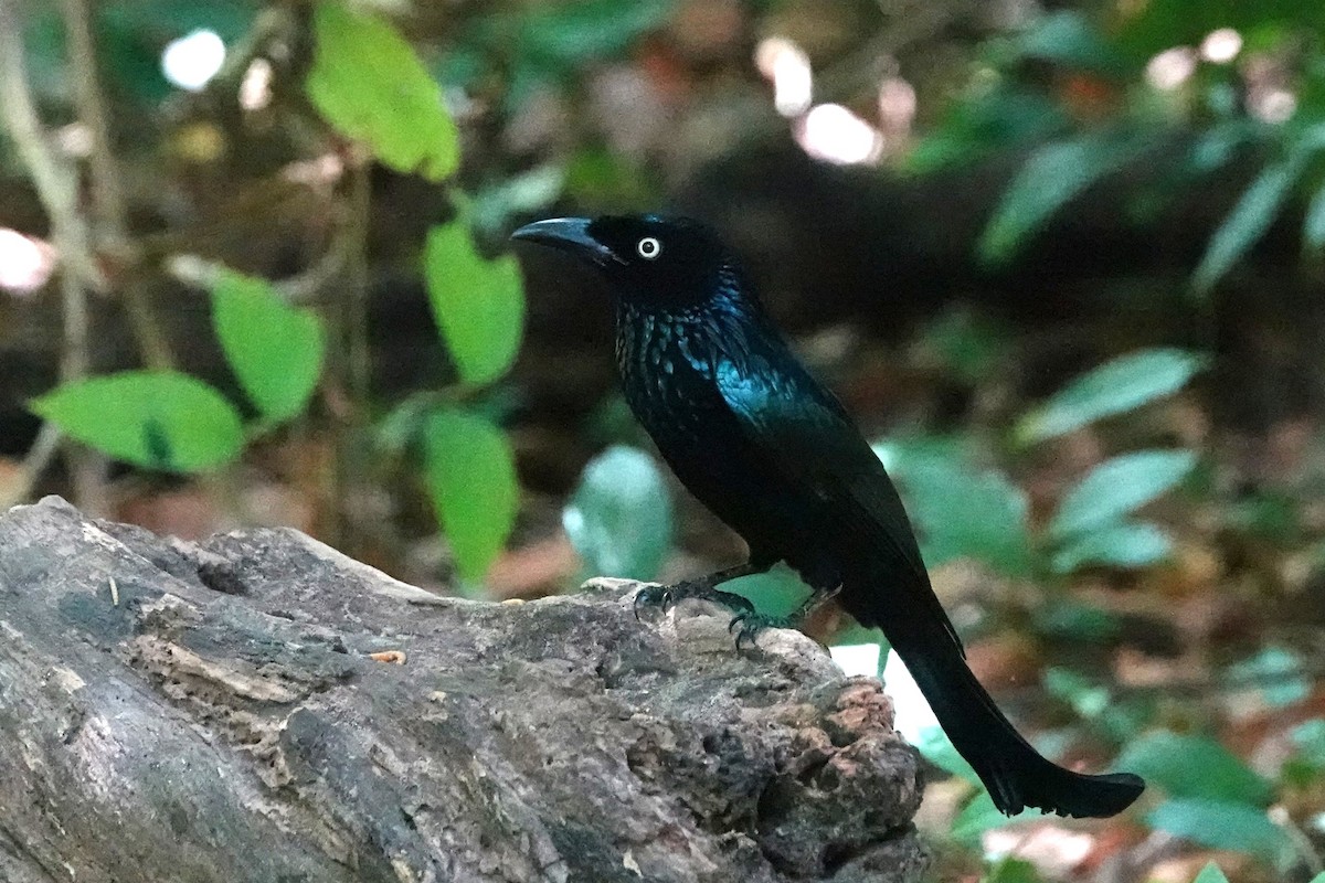 Hair-crested Drongo (Javan) - ML645049356