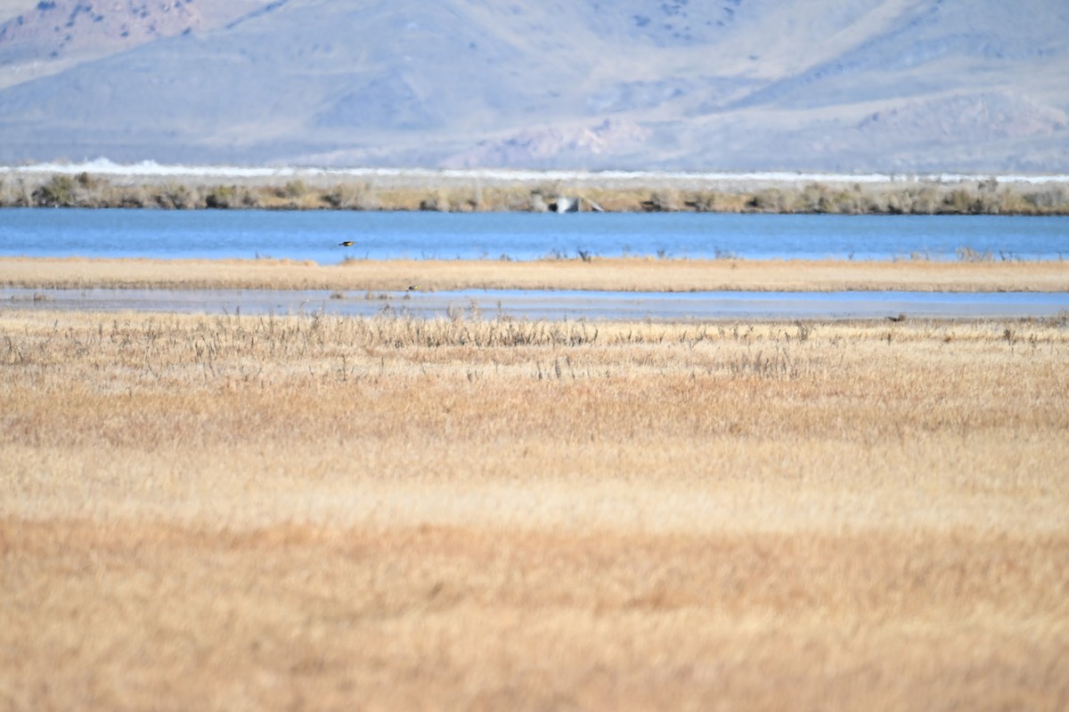 Western Meadowlark - ML645049357