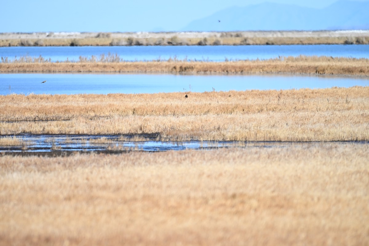 Western Meadowlark - ML645049358