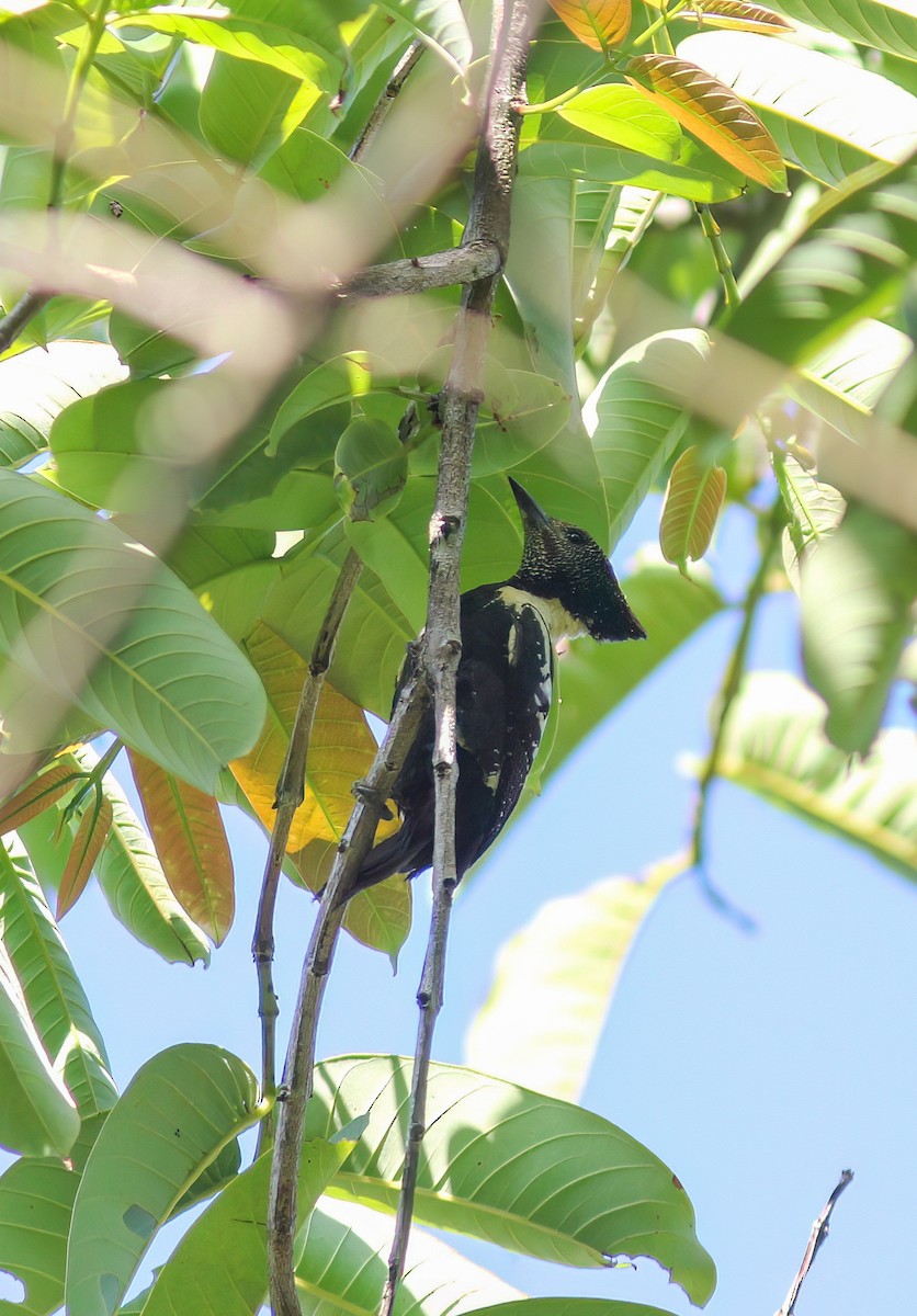 Black-and-buff Woodpecker - ML645049359
