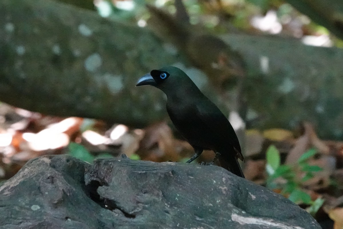 Racket-tailed Treepie - ML645049360