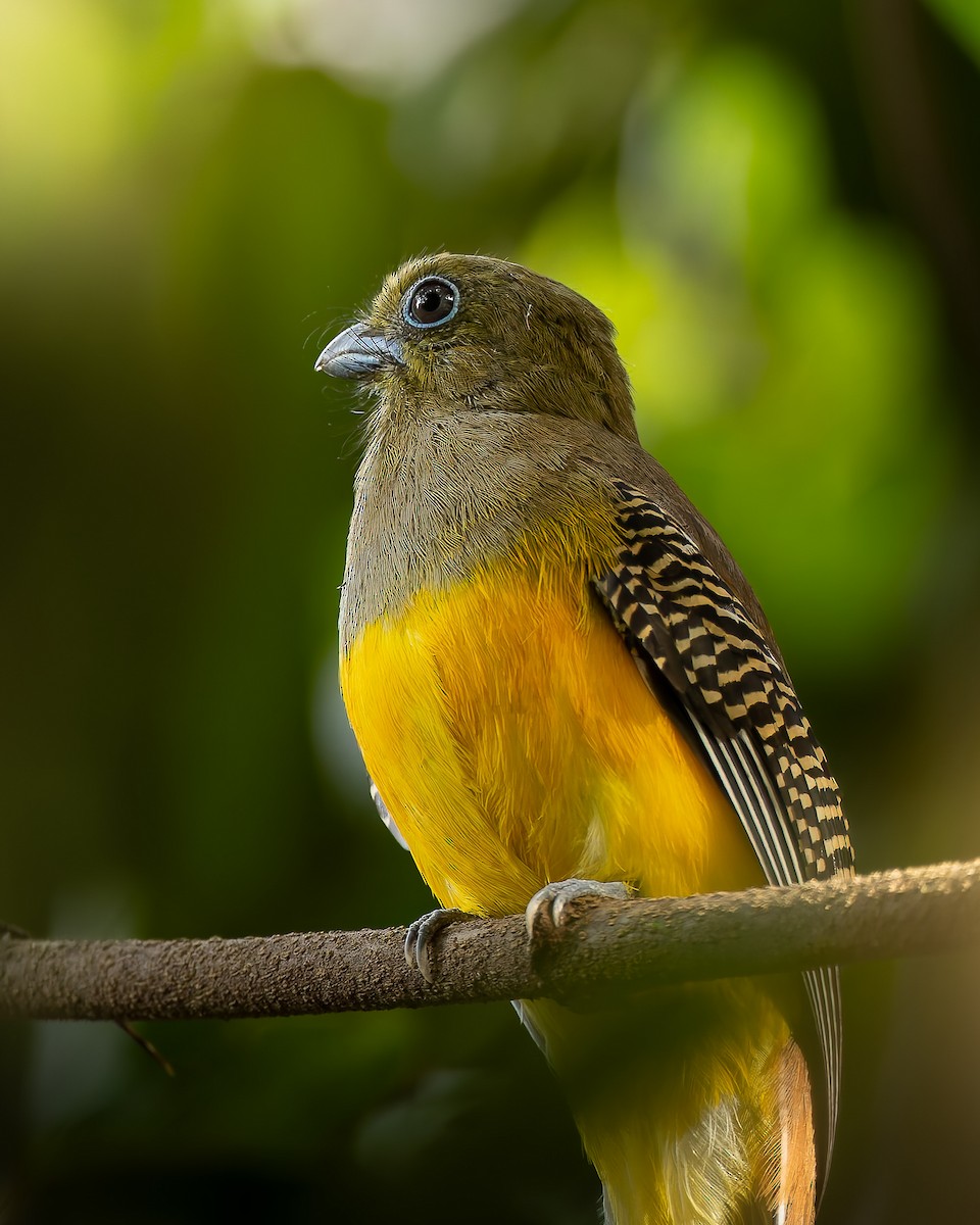 Orange-breasted Trogon - ML645049361