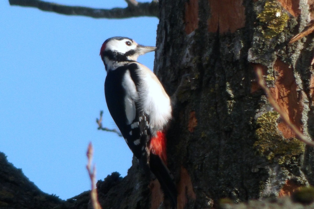 Great Spotted Woodpecker - ML645049362