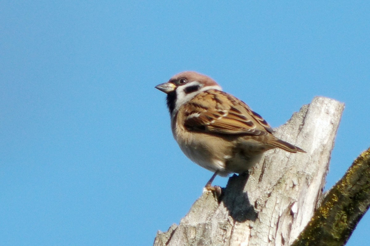 Eurasian Tree Sparrow - ML645049363