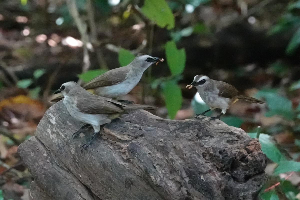 Yellow-vented Bulbul (Sunda) - ML645049364