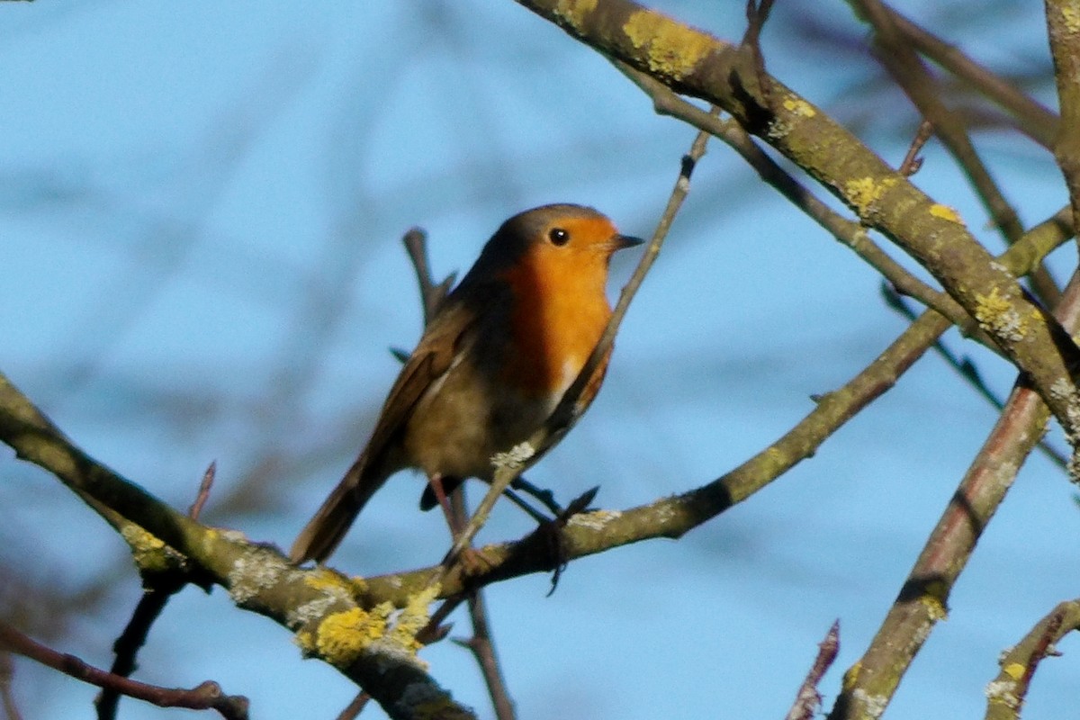 European Robin - ML645049366