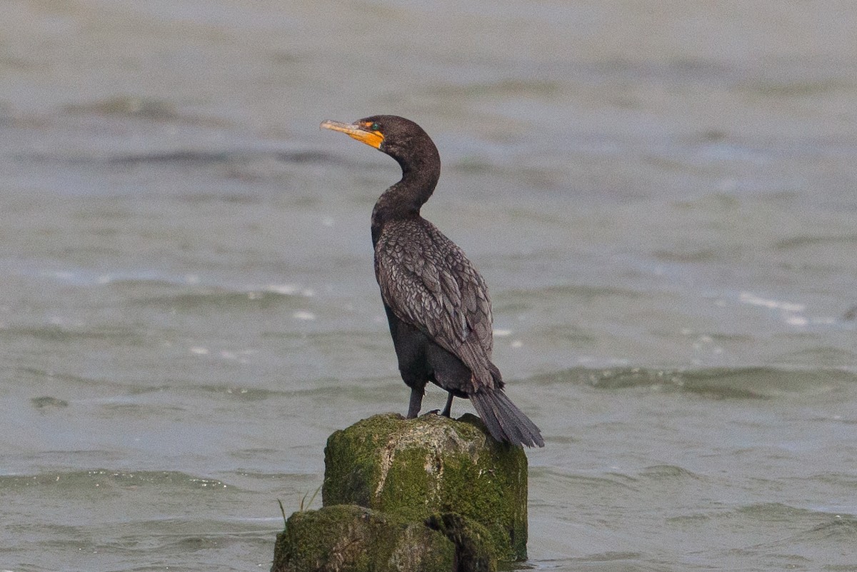 Double-crested Cormorant - ML645049368