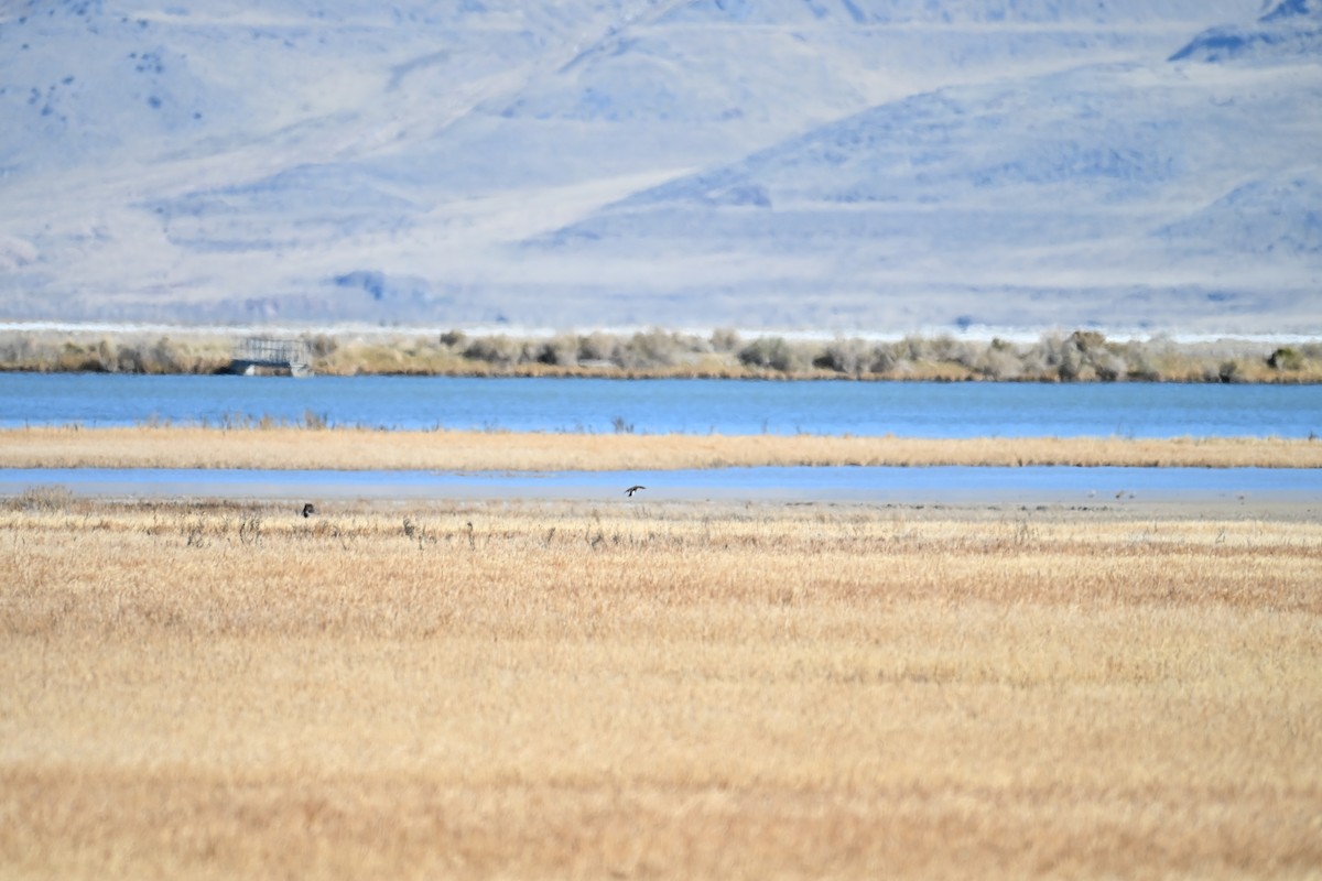 Western Meadowlark - ML645049369