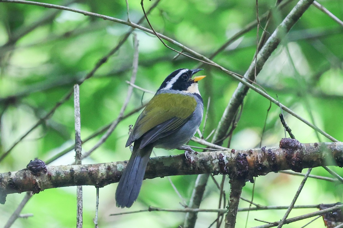 Half-collared Sparrow - ML645049370