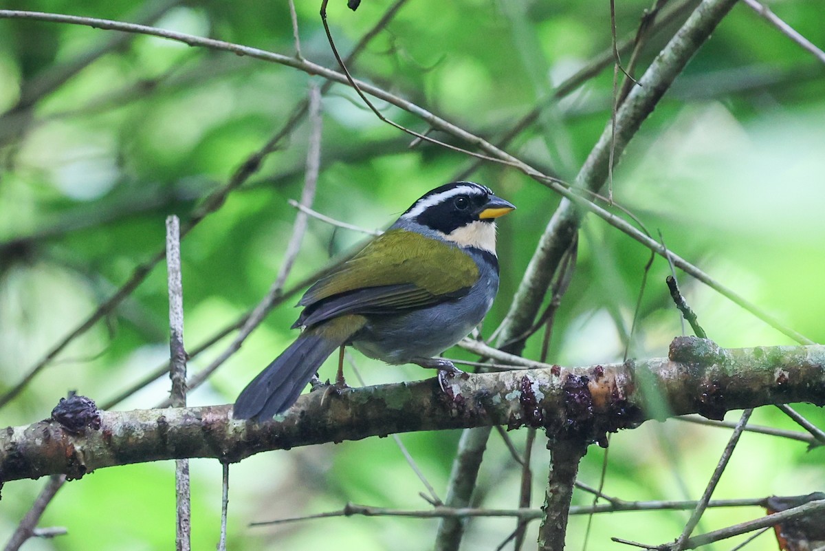 Half-collared Sparrow - ML645049371