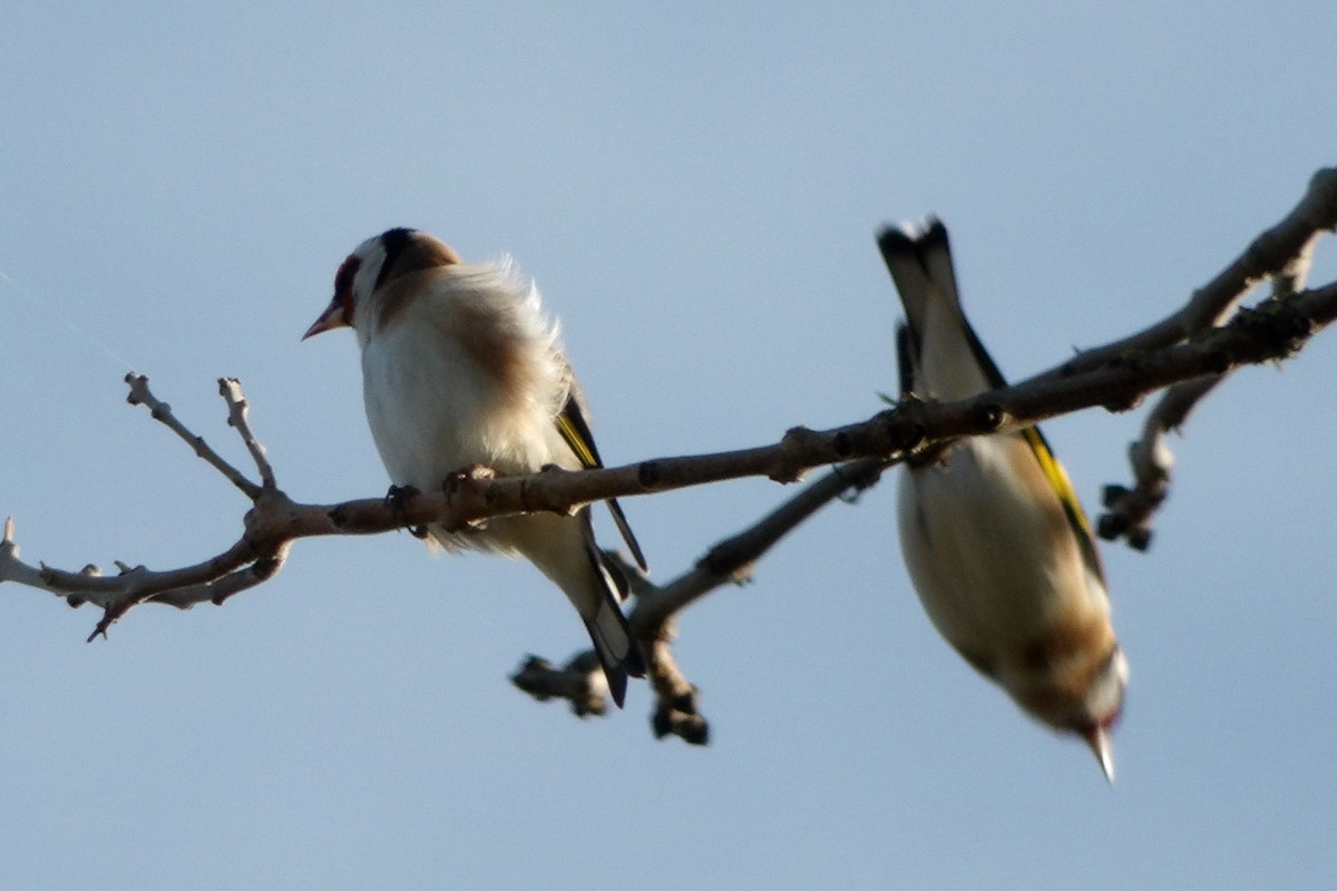 European Goldfinch - ML645049372