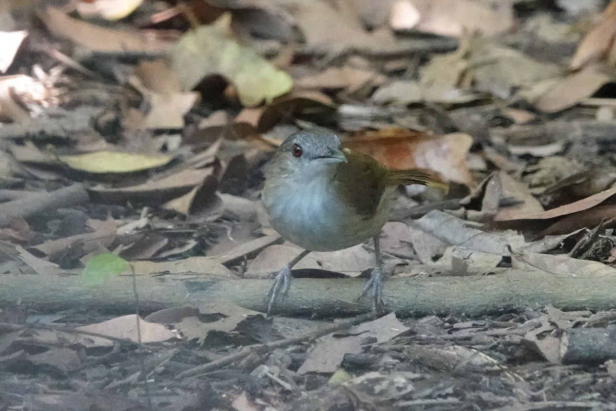 Horsfield's Babbler (Horsfield's) - ML645049373