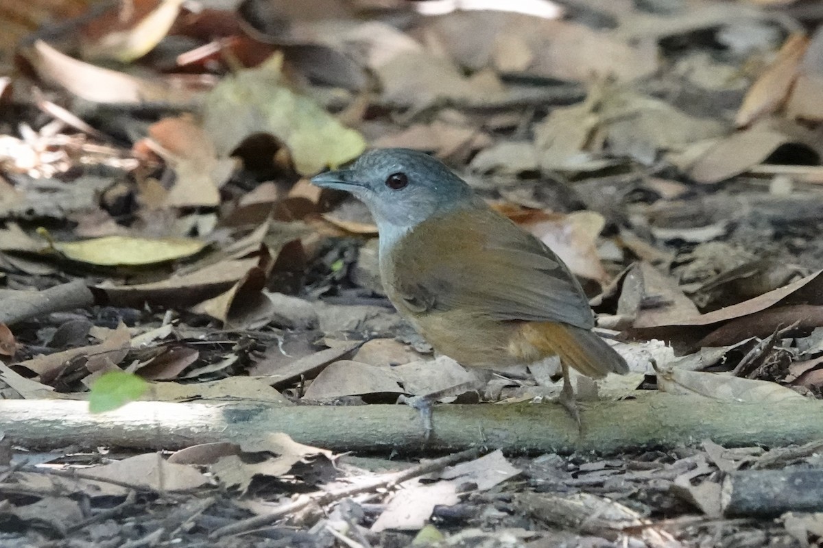 Horsfield's Babbler (Horsfield's) - ML645049374