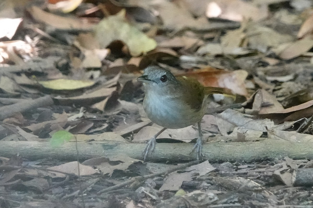 Horsfield's Babbler (Horsfield's) - ML645049375