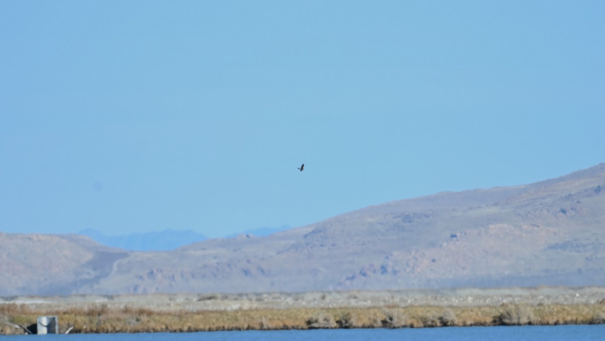 Northern Harrier - ML645049378