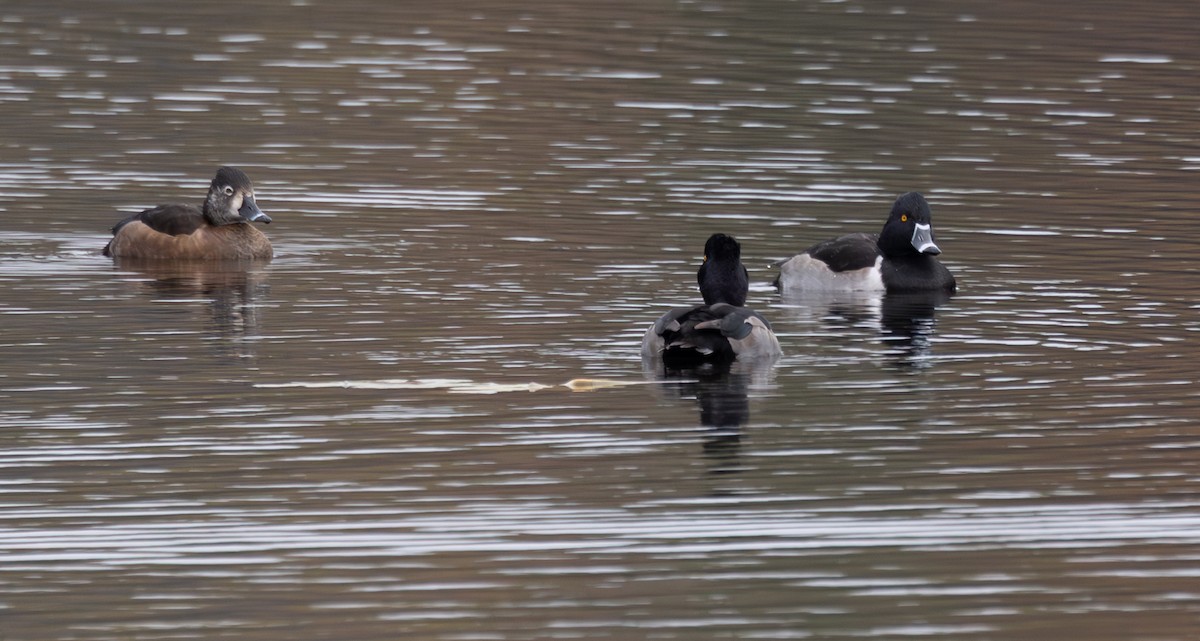 Ring-necked Duck - ML645049384