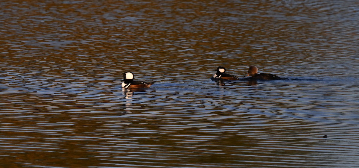 Hooded Merganser - ML645049413