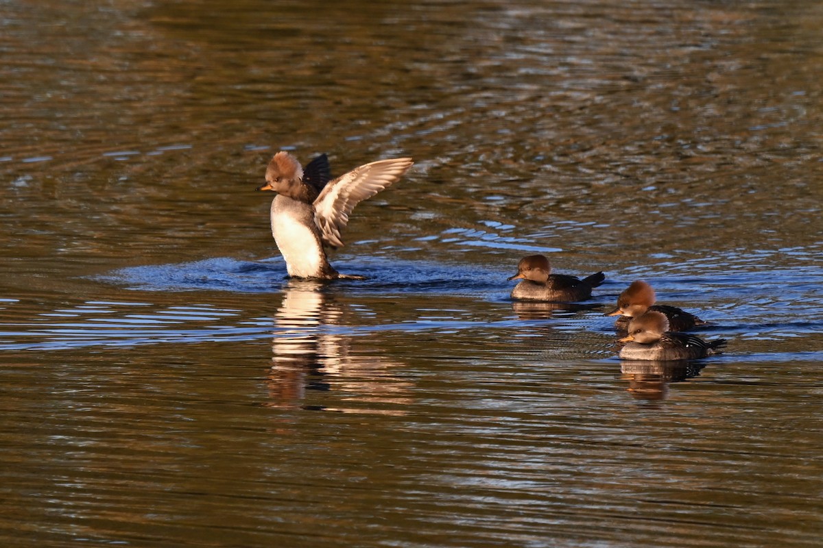 Hooded Merganser - ML645049417