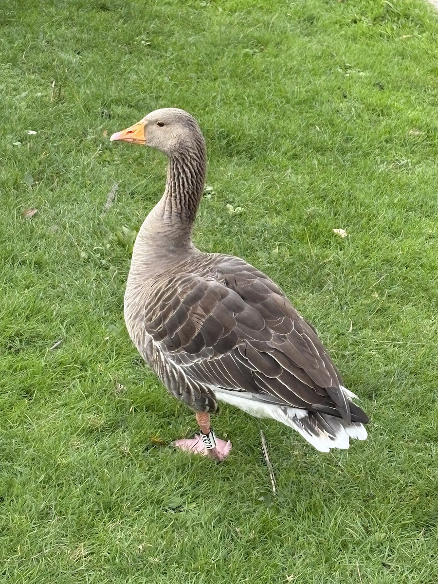 Graylag Goose - ML645049442