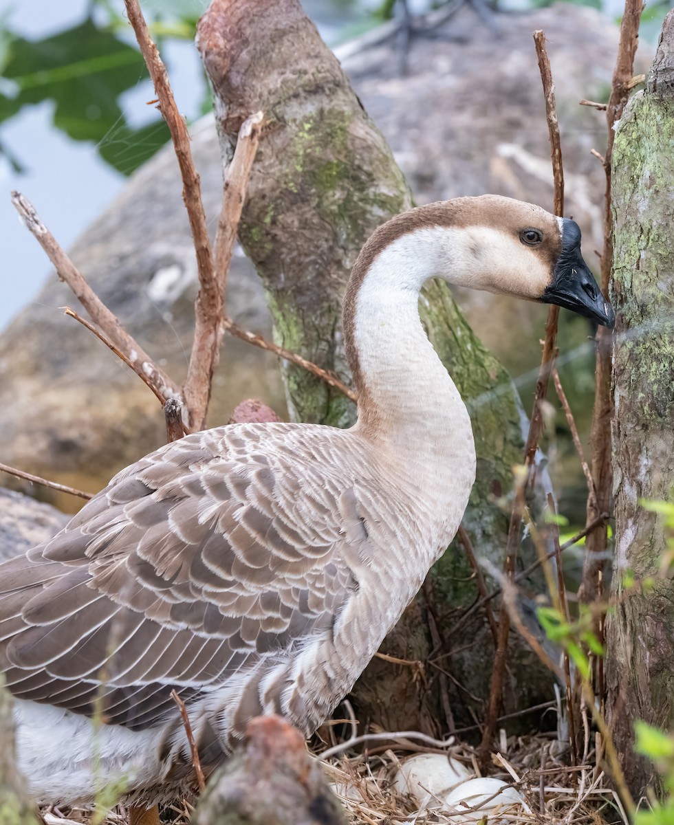 husa labutí (domestikovaná) - ML645049467