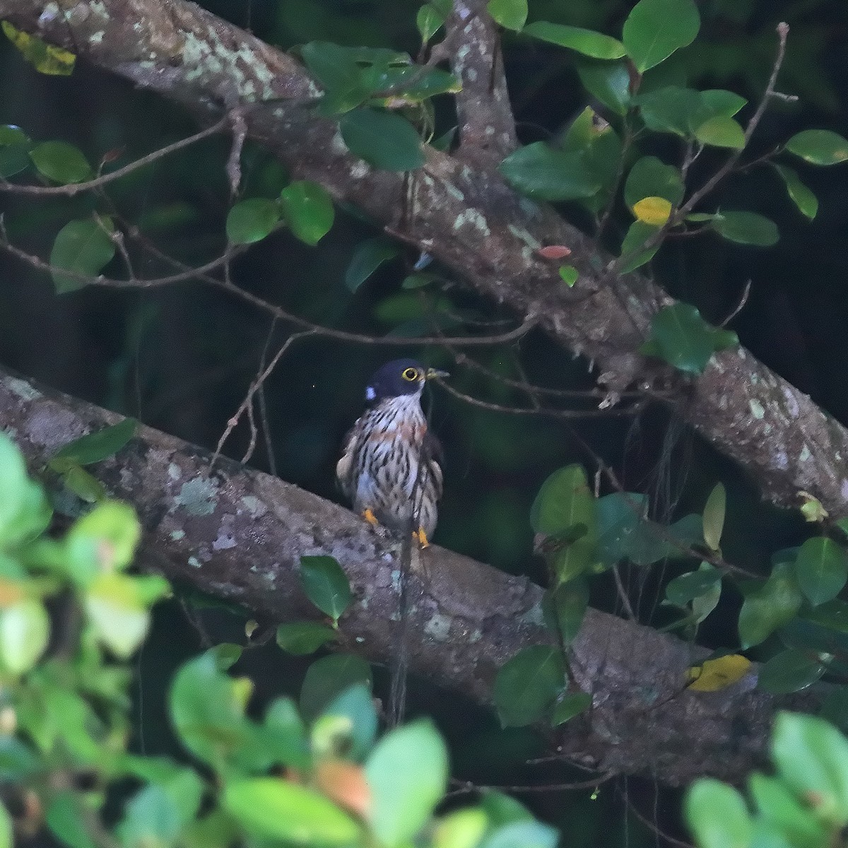 Northern Hawk-Cuckoo - ML645049472