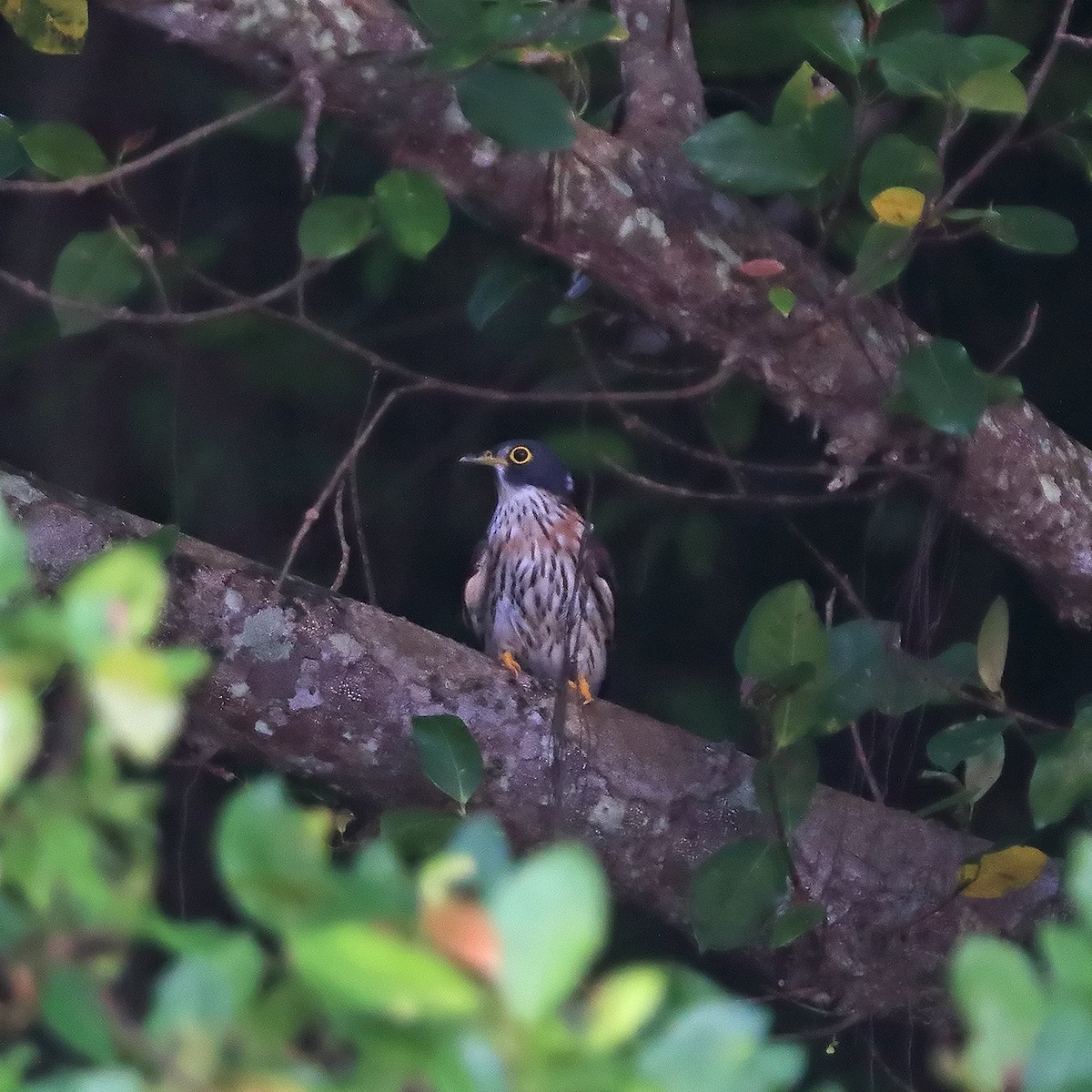 Northern Hawk-Cuckoo - ML645049473