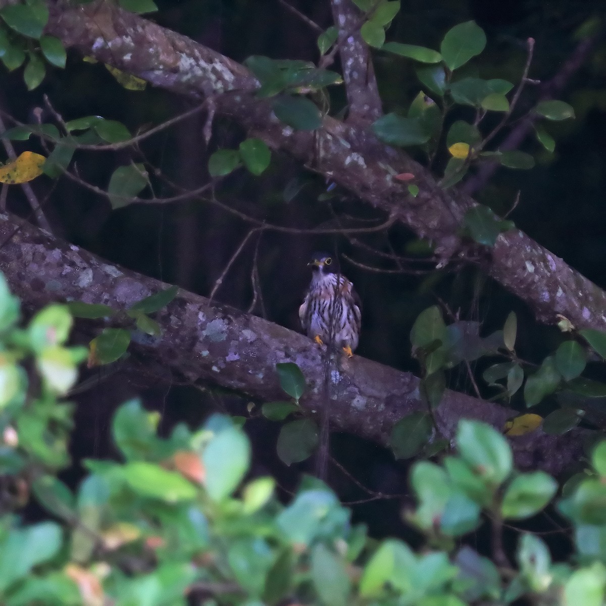 Northern Hawk-Cuckoo - ML645049474