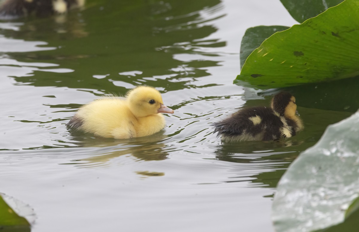 Muscovy Duck (Domestic type) - ML645049490