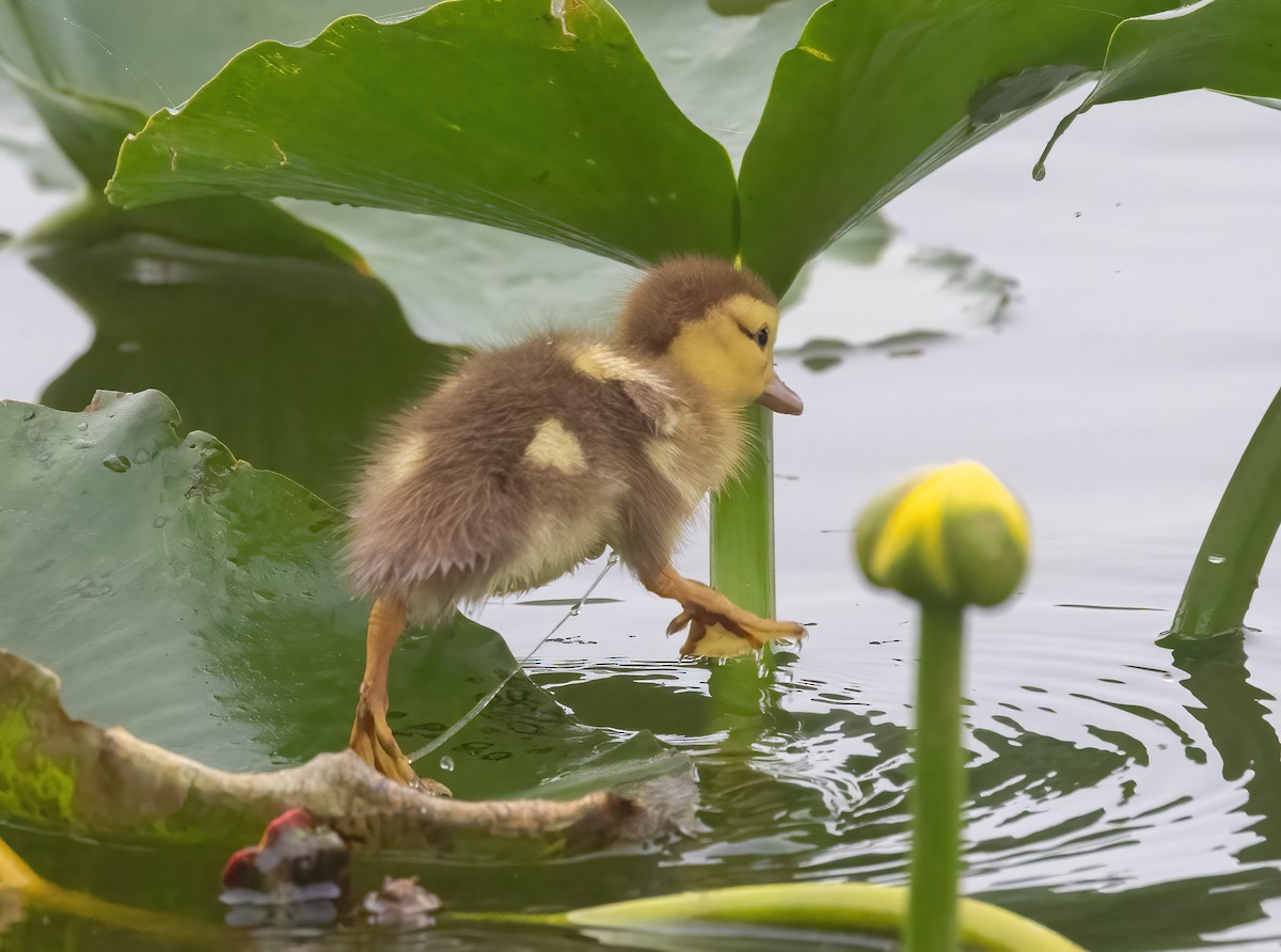 Muscovy Duck (Domestic type) - ML645049491