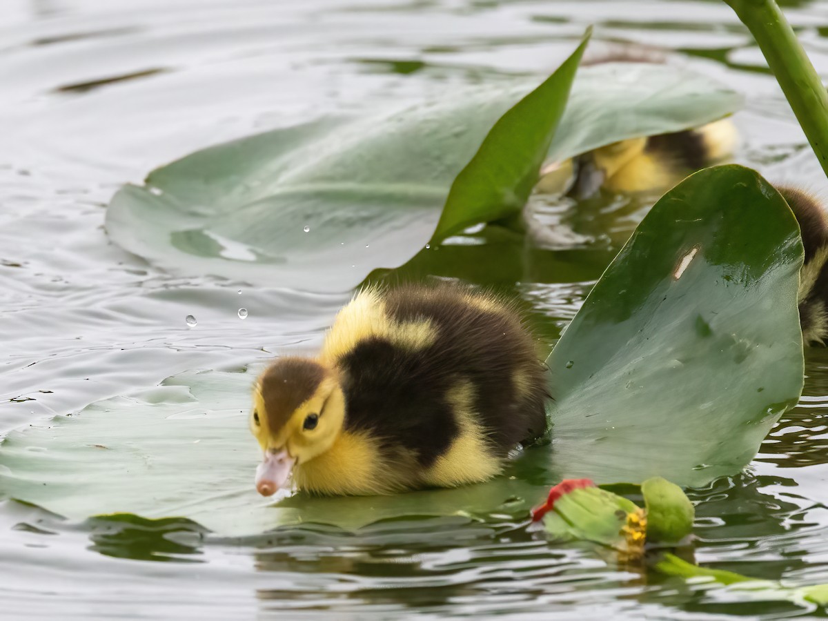 Muscovy Duck (Domestic type) - ML645049492