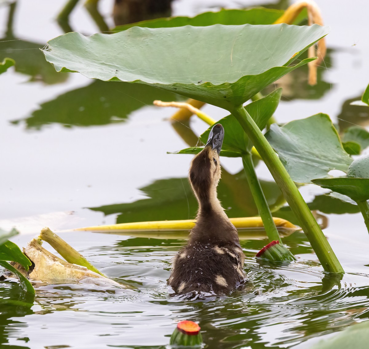 Muscovy Duck (Domestic type) - ML645049493