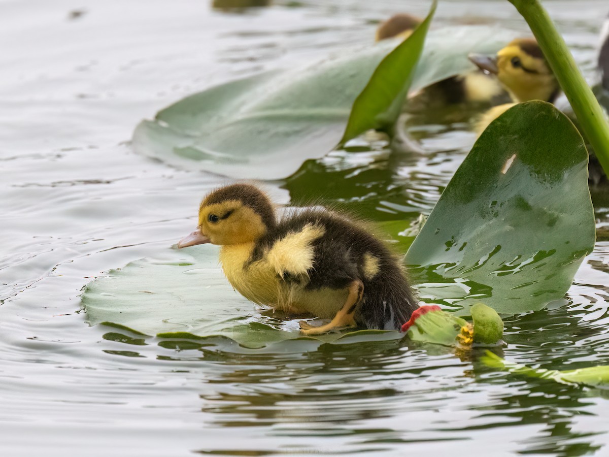Muscovy Duck (Domestic type) - ML645049495
