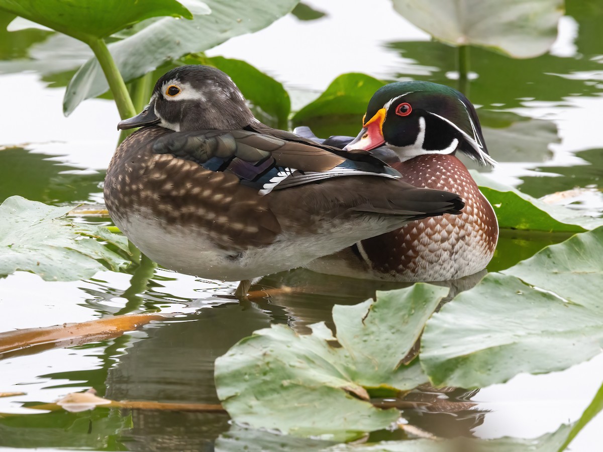 Wood Duck - ML645049499