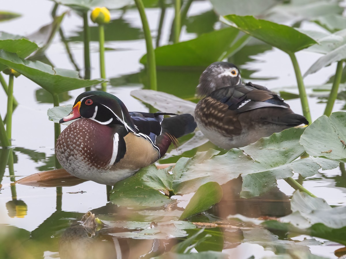 Anatra sposa - ML645049500