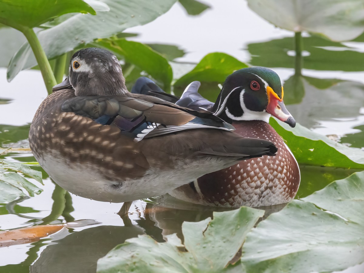 Wood Duck - ML645049501