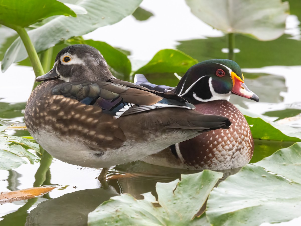 Anatra sposa - ML645049502