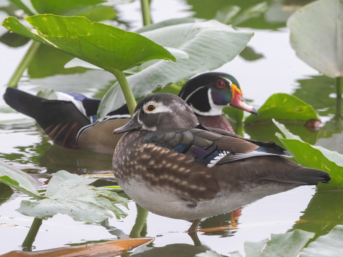 Anatra sposa - ML645049503