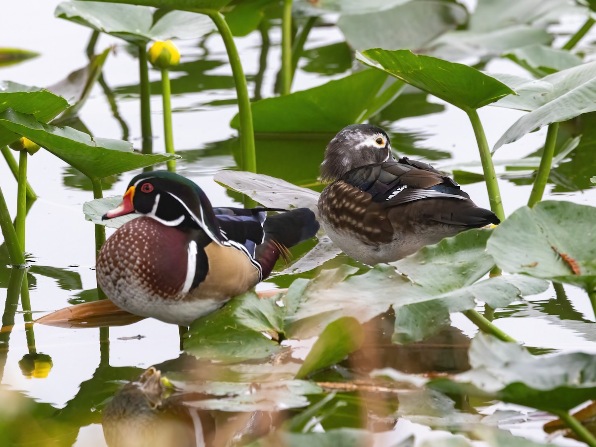 Anatra sposa - ML645049504