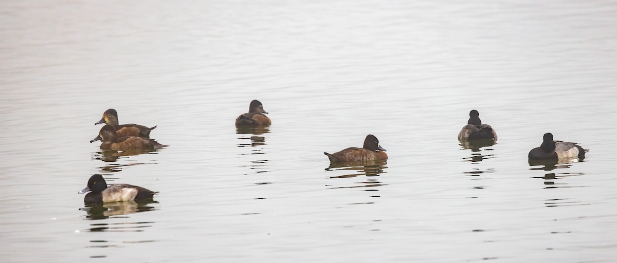 Lesser Scaup - ML645049511