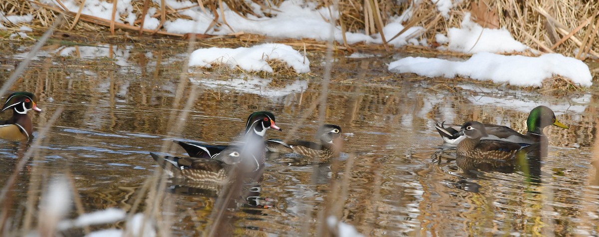 Anatra sposa - ML645049517