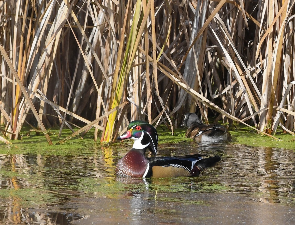 Anatra sposa - ML645049518