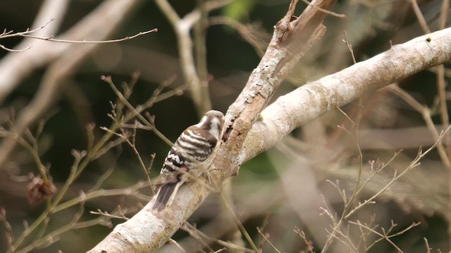 knøttspett - ML645049521