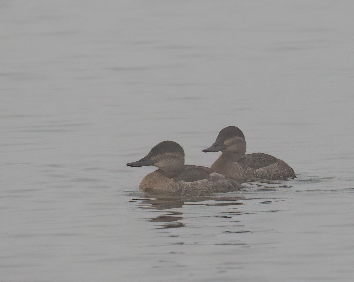 Ruddy Duck - ML645049523