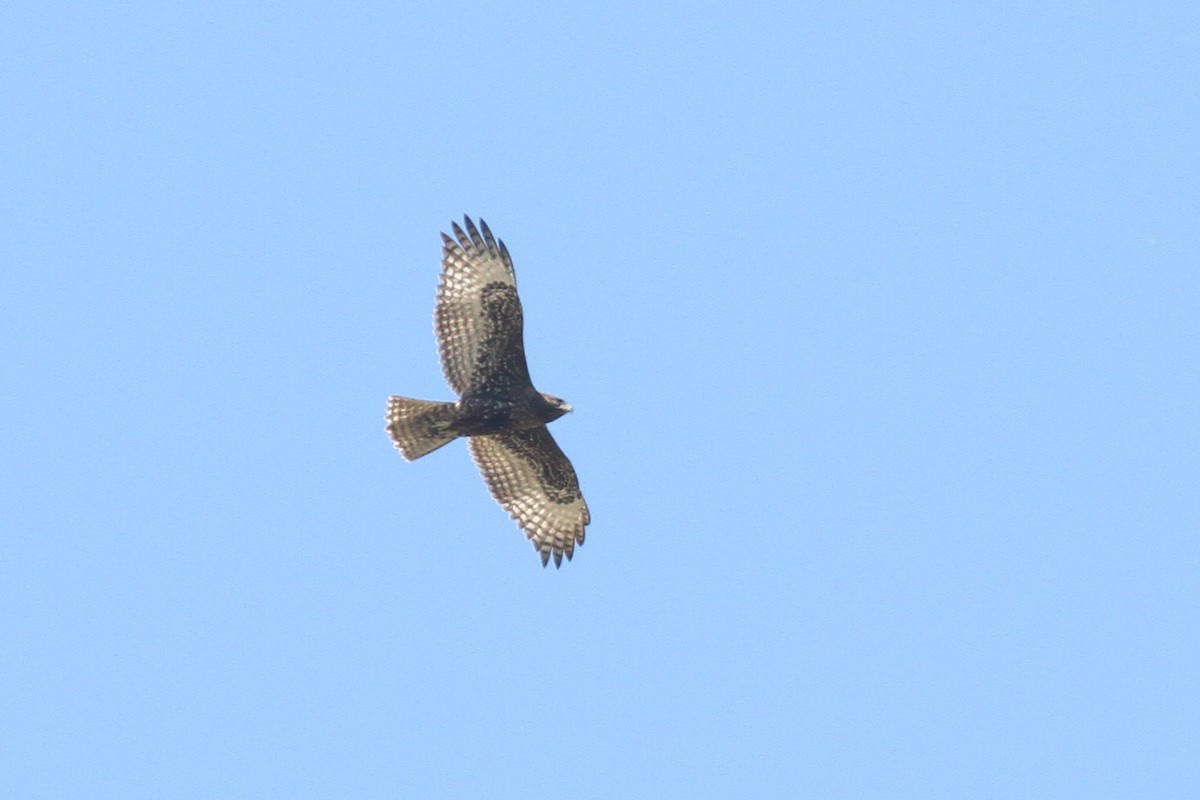 Red-tailed Hawk (Harlan's) - ML645049532