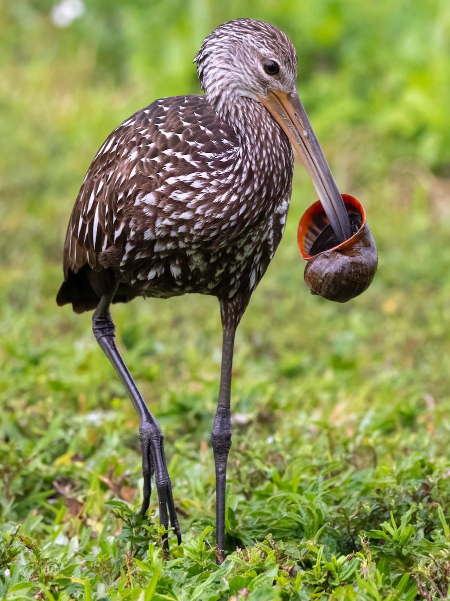 Limpkin (Speckled) - ML645049555