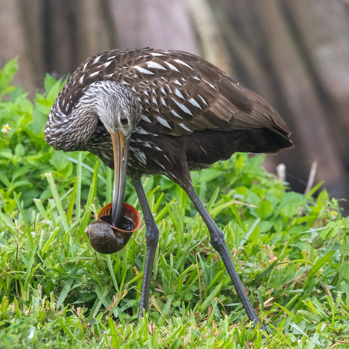 Limpkin (Speckled) - ML645049556