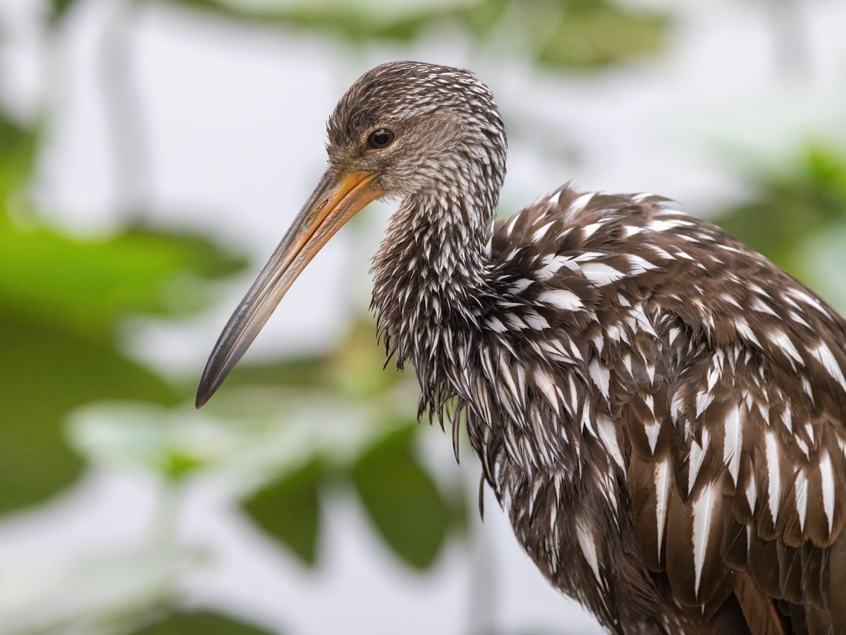 Limpkin (Speckled) - ML645049557