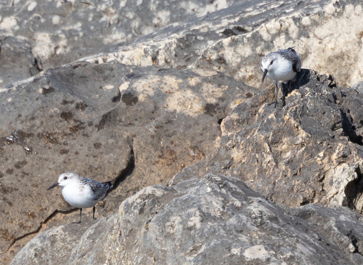 Txirri zuria - ML645049581